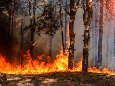 Краснодарцам напоминают о необходимости соблюдать требования пожарной безопасности в лесах